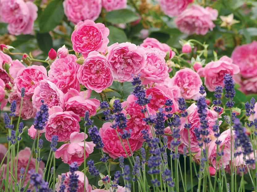 Ehglish Roses Shop English Roses | 80+ Roses For Garden – Heirloom