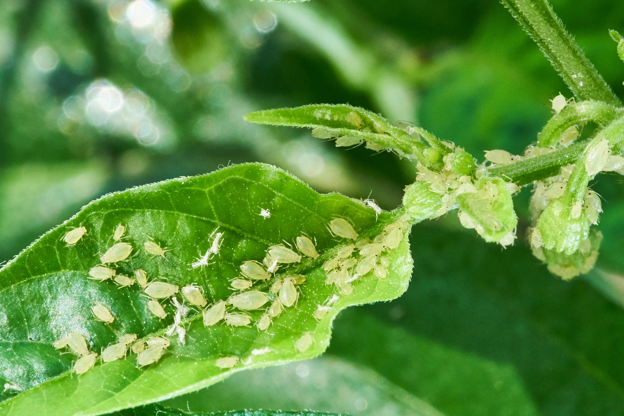 Pest & Plant Disease Care