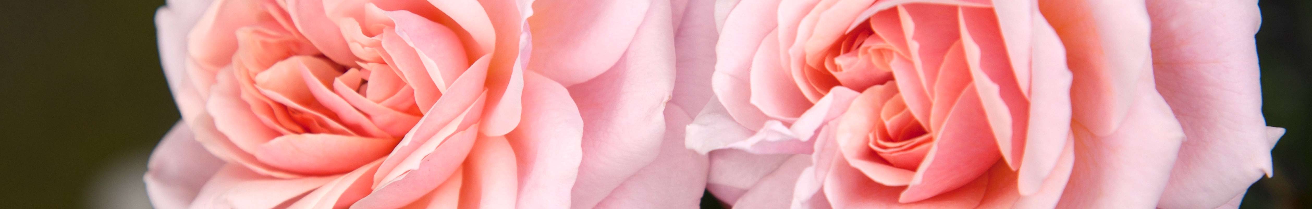 Griffith Buck Rose Collection | View All – Heirloom Roses