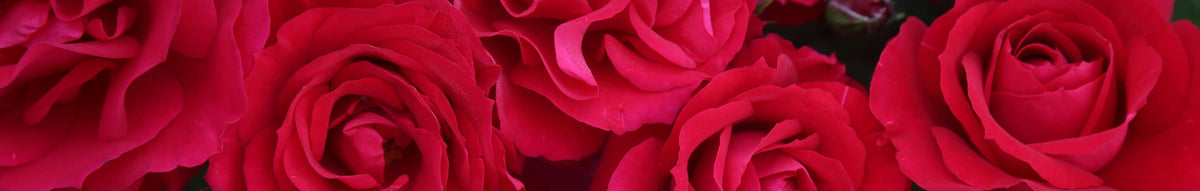 Harkness Roses USA | Rose Bush Collection – Heirloom