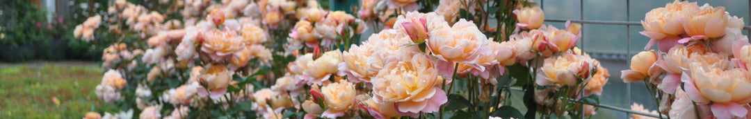 Heirloom Roses®