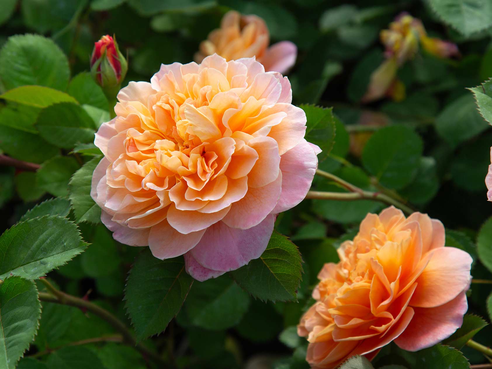 Heirloom Roses Vs Normal Roses Heirloom Roses®