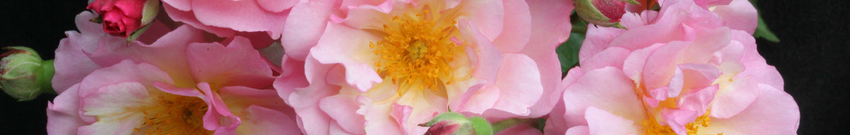 Hybrid Musk Roses – Heirloom