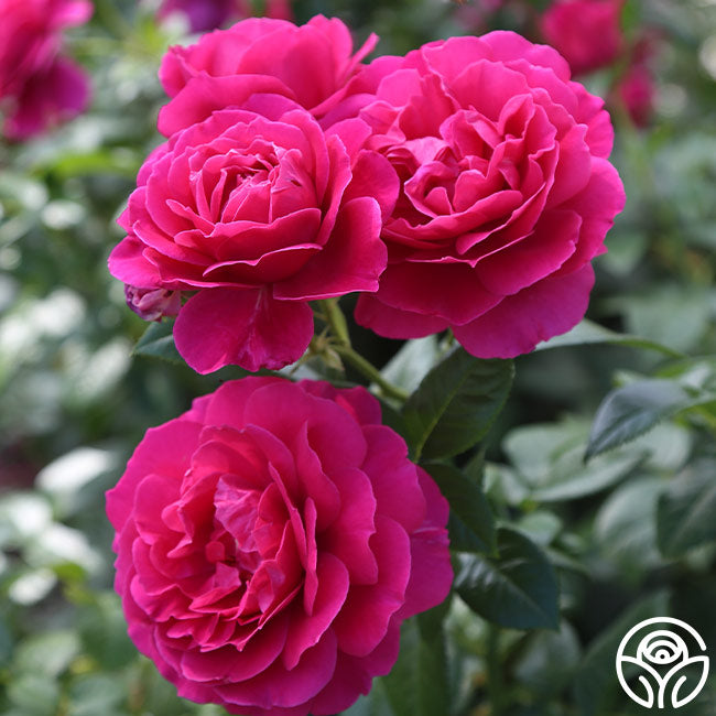 Savannah Rose - Hybrid Tea - Very Fragrant – Heirloom Roses