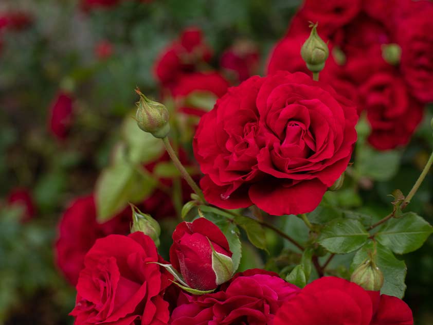 Military Tribute Roses