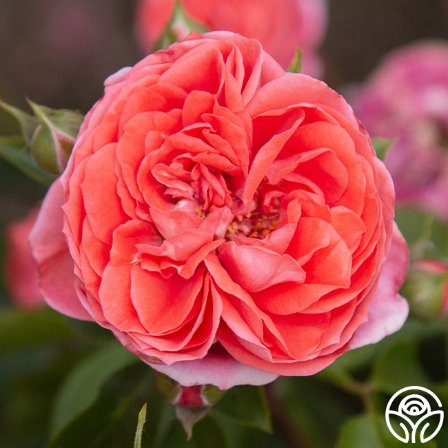 Roses On Sale For 40% Off