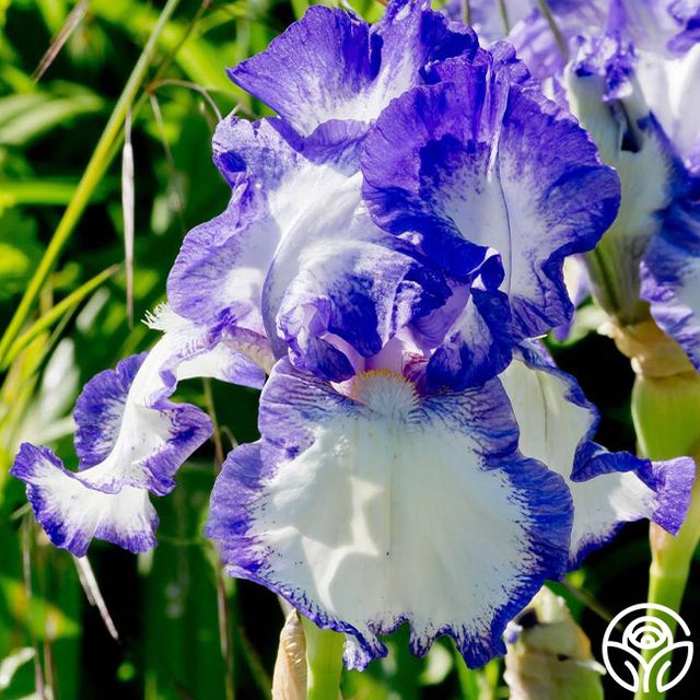 Iris