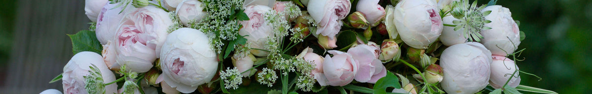 Kordes Roses USA | For Sale – Heirloom