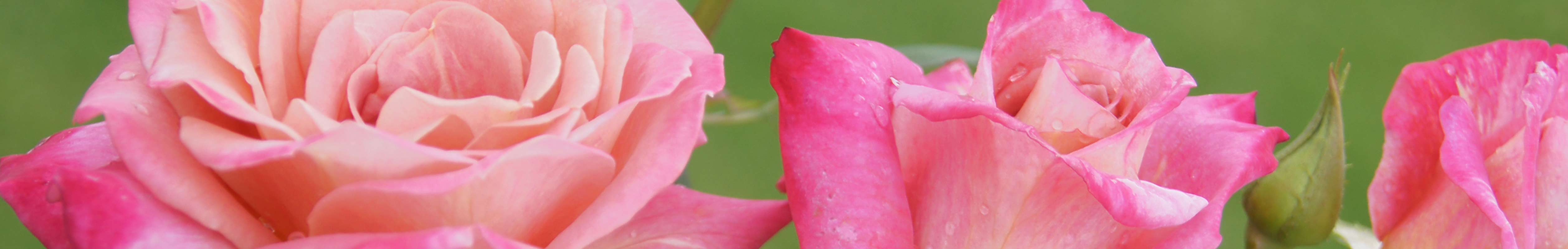 Ludwig Roses | Rose Bush Collection – Heirloom Roses