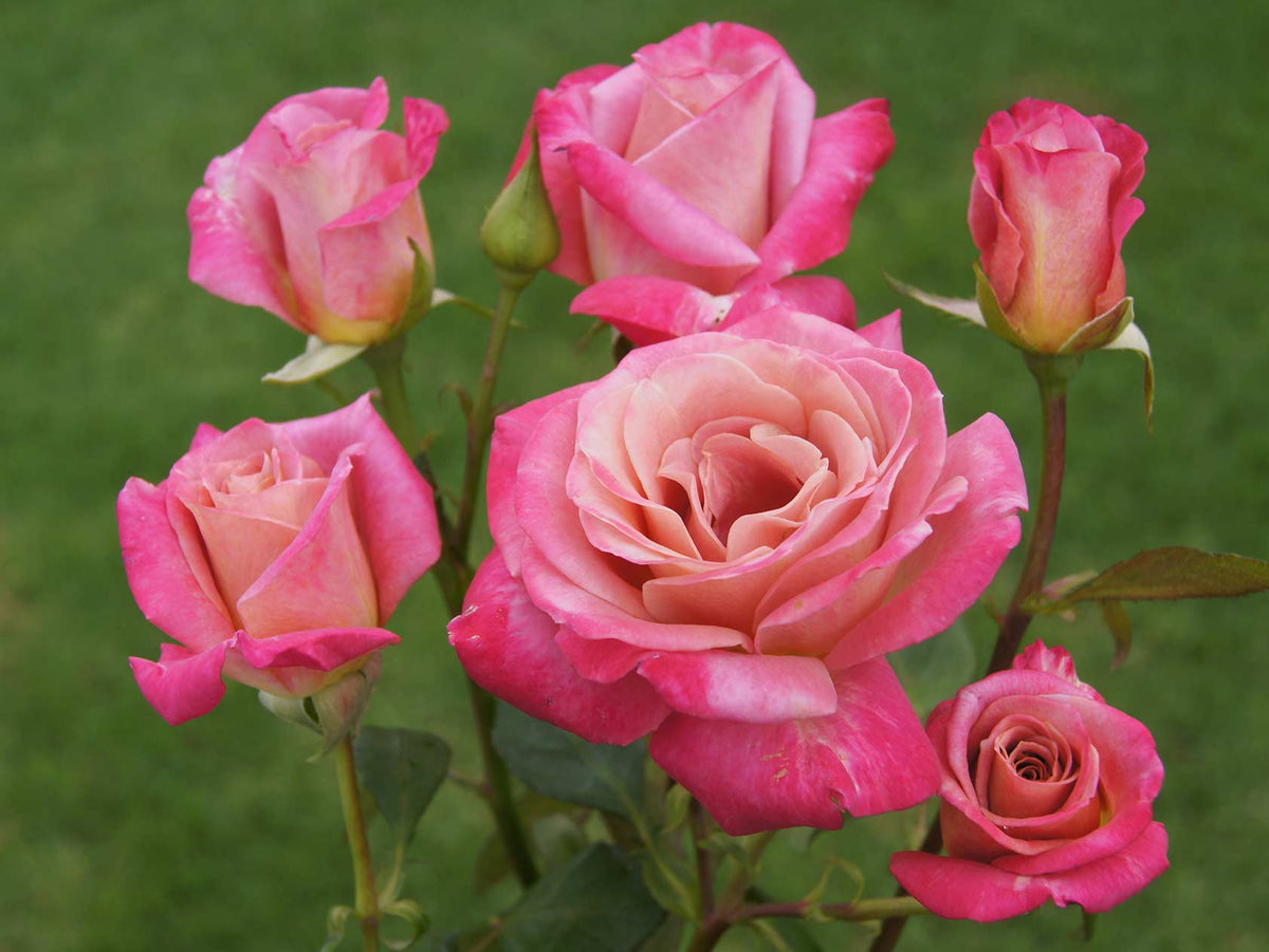 Ludwig Roses | Rose Bush Collection – Heirloom