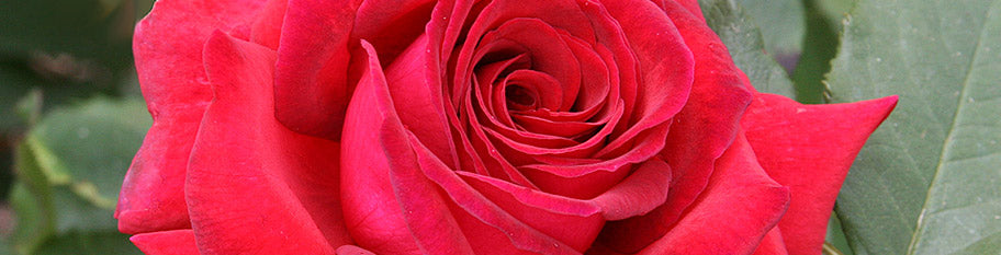 Memorial And Tribute Roses