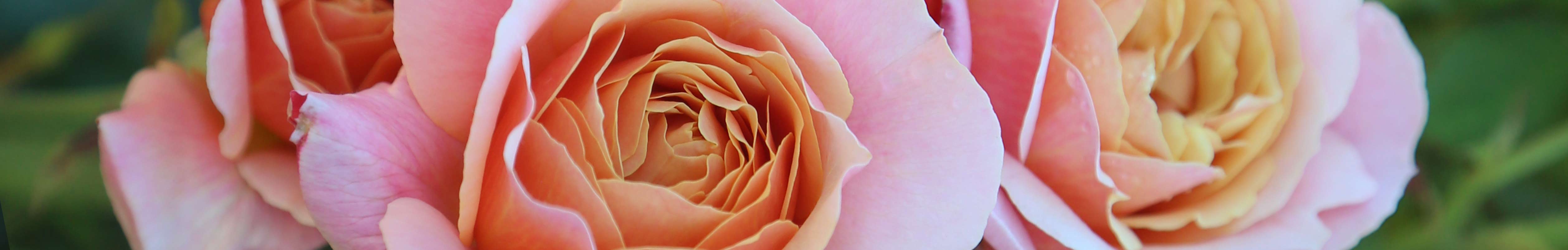 New Rose, Rose Bushes, Rose Gardening, Rose Nurseries, Rose Plants â Heirloom Roses