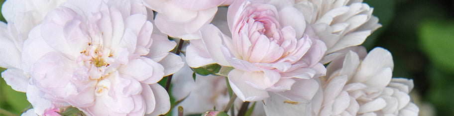 Nosiette Roses Noisette – Heirloom