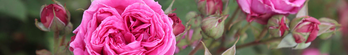 Old Garden Roses | Antique Roses Collection – Heirloom