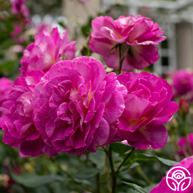 Thornless Rose Plants – Heirloom