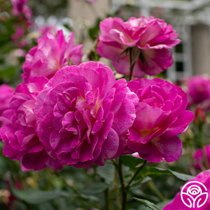 Thornless Rose Plants – Heirloom