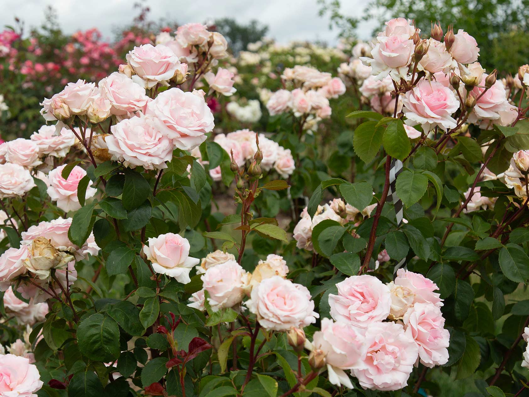 Winter Hardy Roses