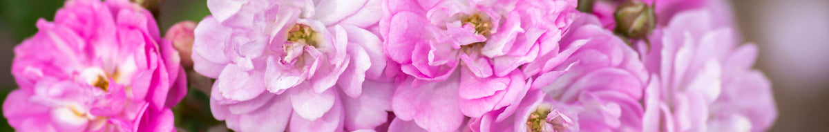 Polyantha Rose Collection | View All – Heirloom