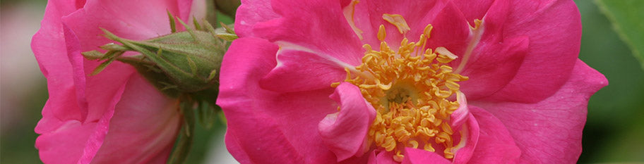 Portland – Heirloom Roses