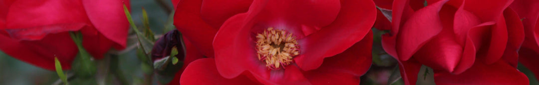 Rugosa Roses