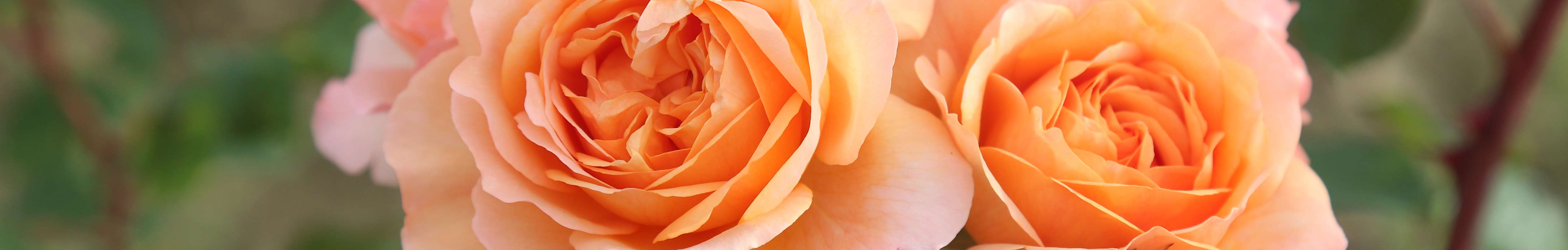 Shrub Roses For Sale | Potted Roses – Heirloom Roses