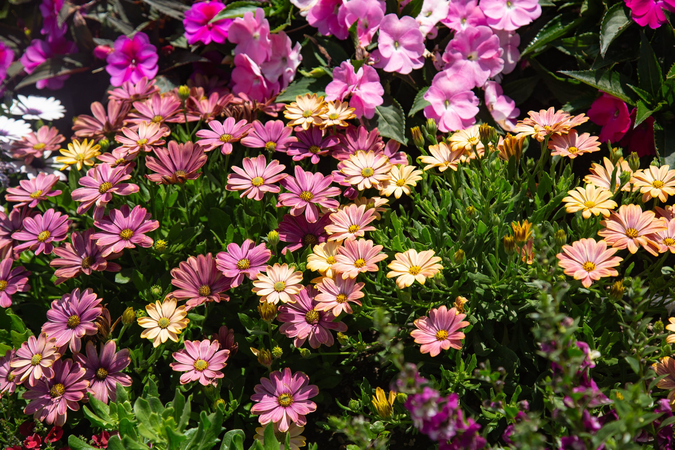 All Plants