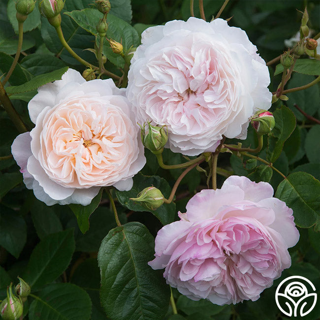 CLIMBING DAVID AUSTIN ROSES