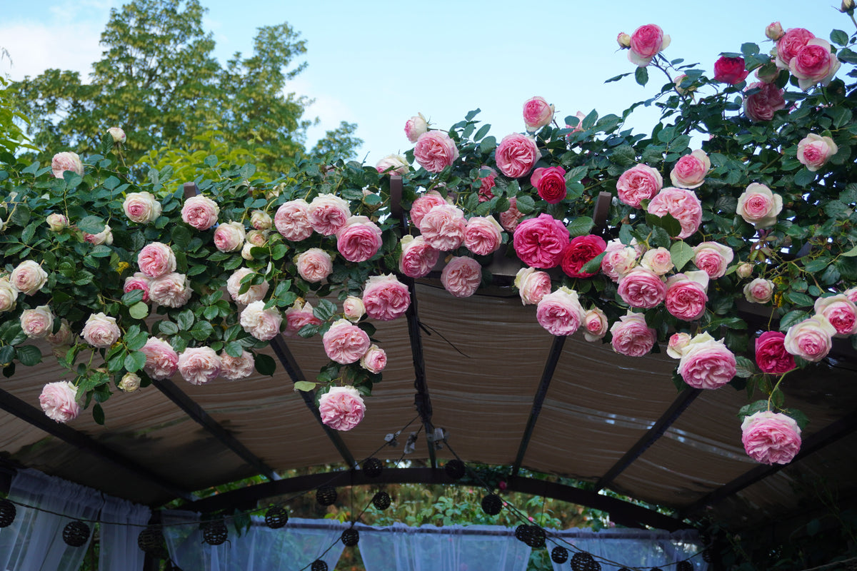Wild Climber Roses Climbing Rose Plants – Heirloom