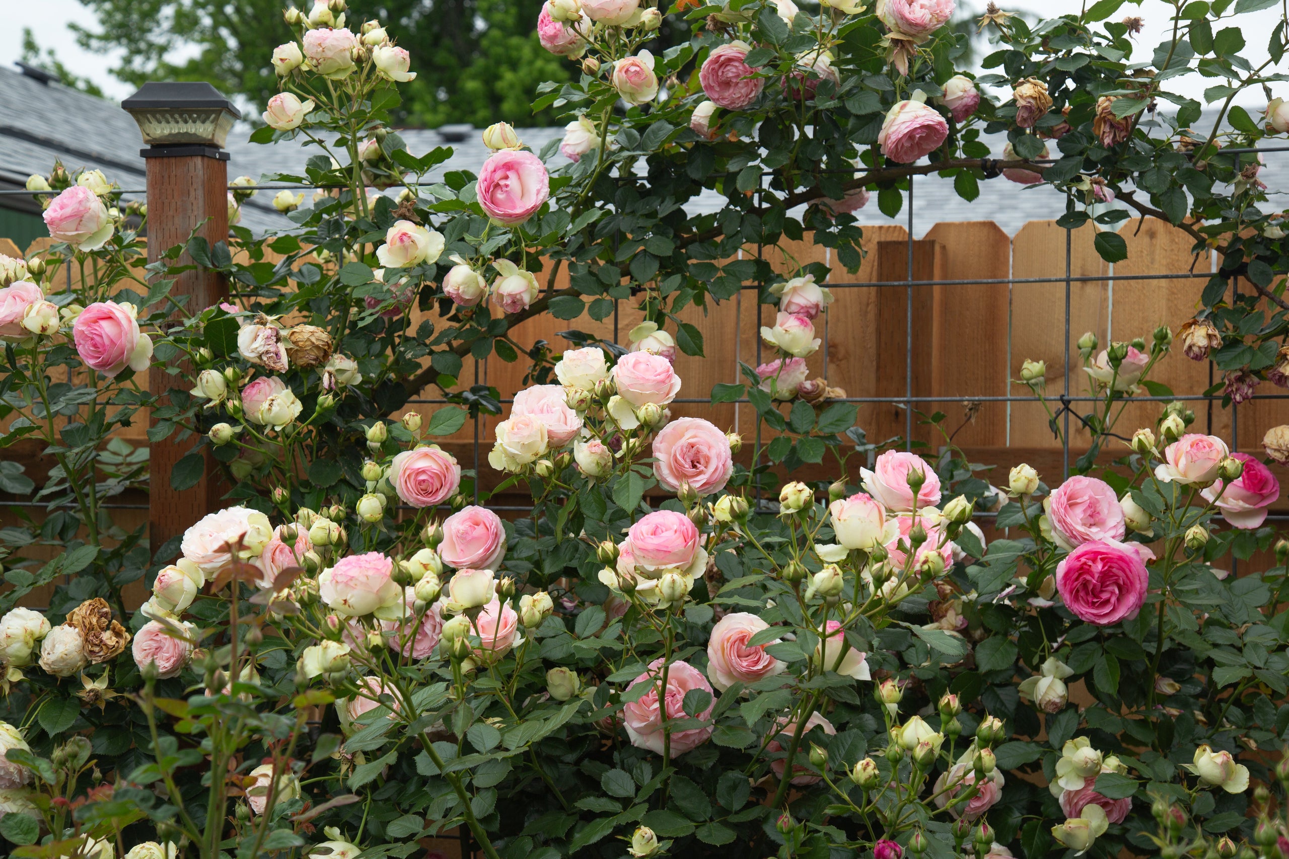 Climbing Roses