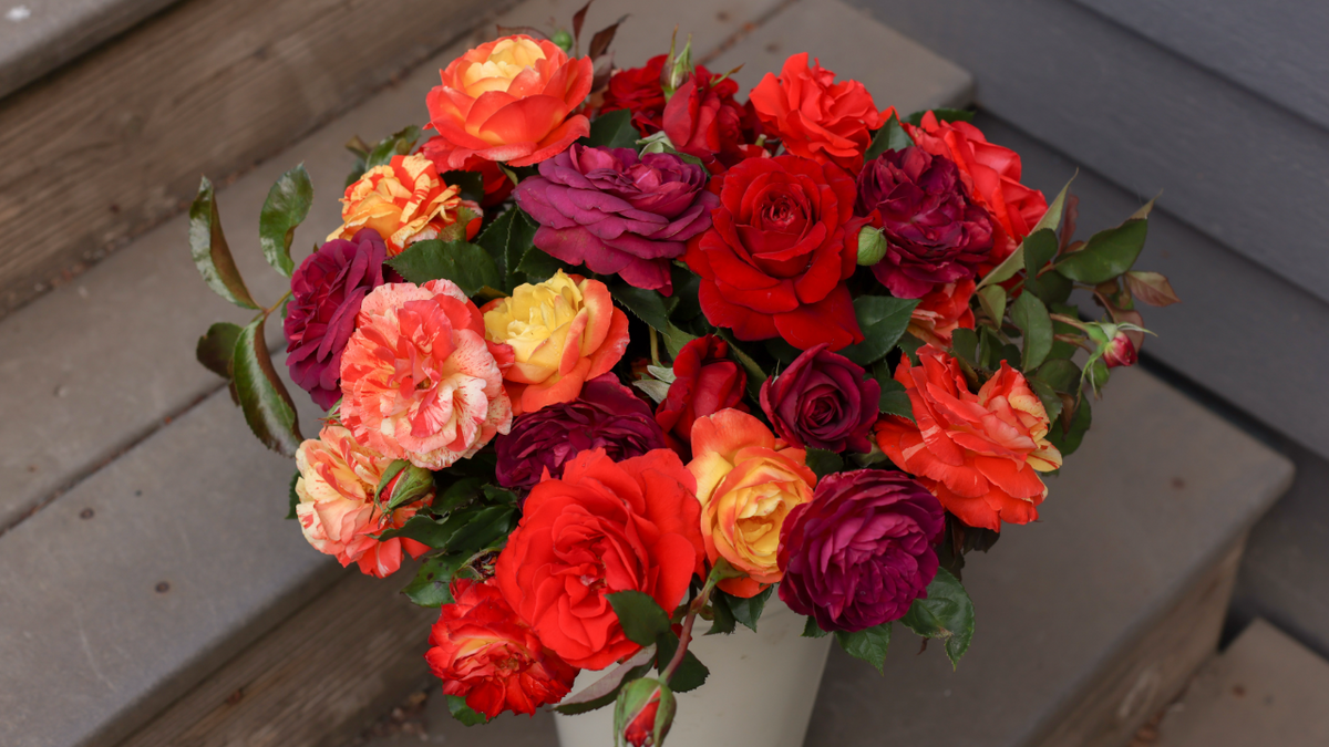 Shade Tolerant Rose Plants