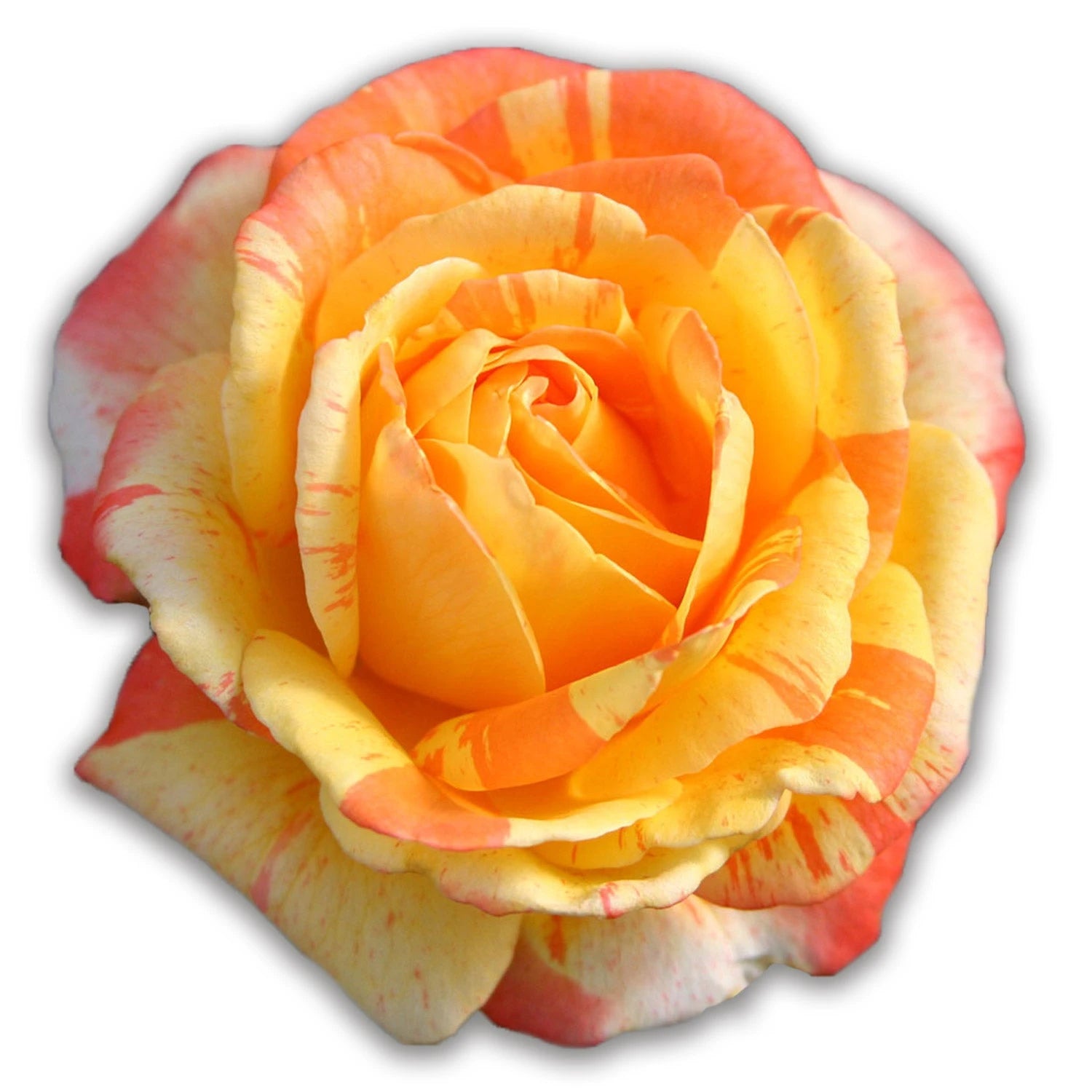 Multicolored Roses | Rose Plants For Sale – Heirloom