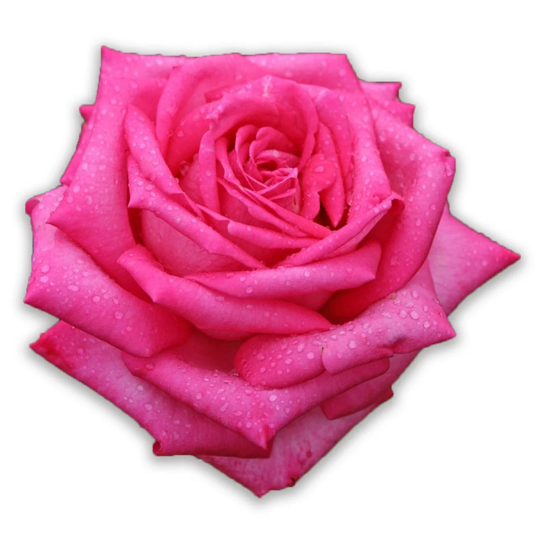 Pink Color Rose