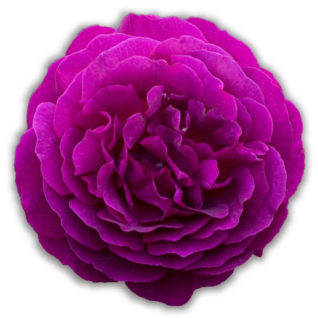 Purple Color Rose