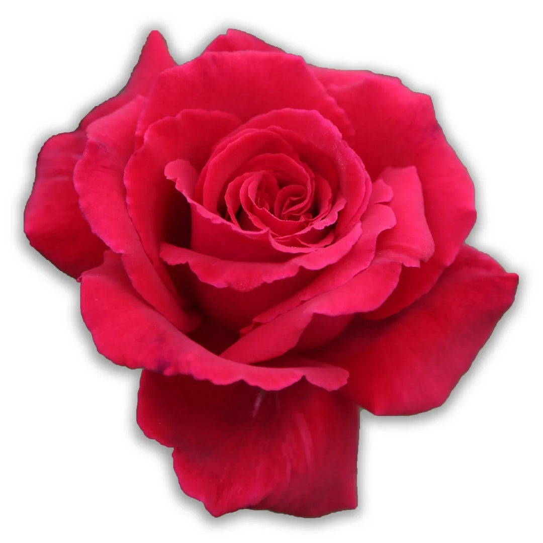 Red Color Rose