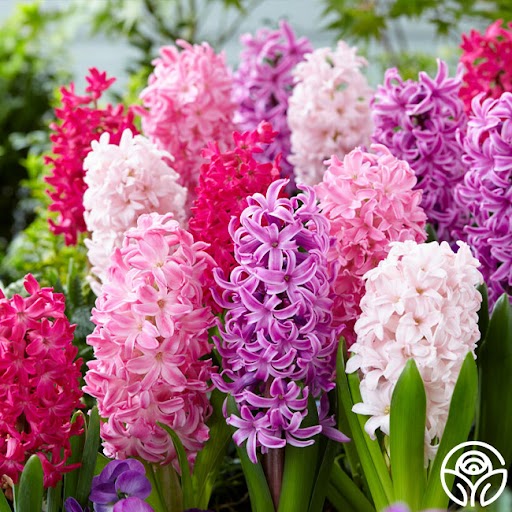Hyacinth