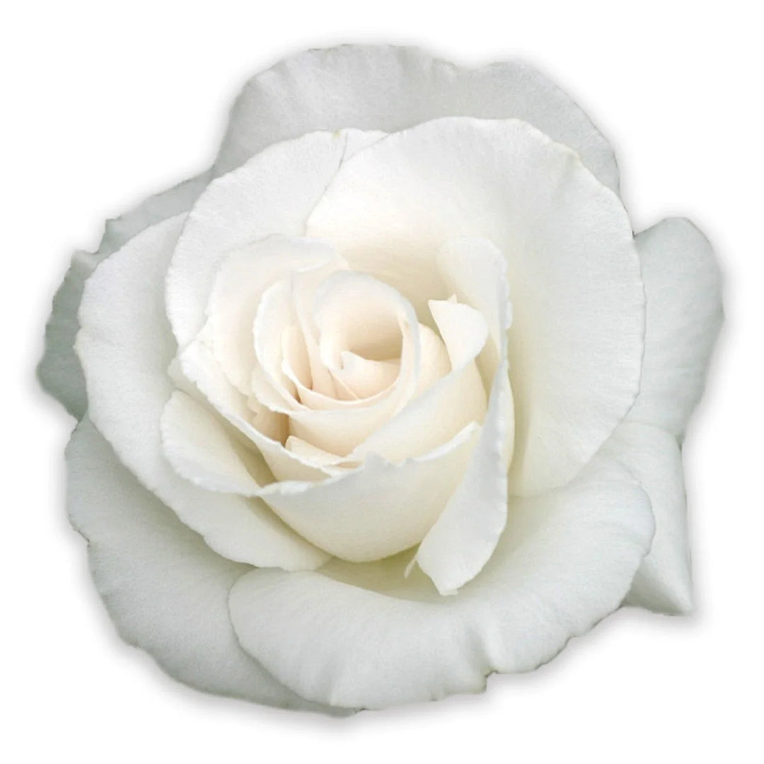 White Color Rose