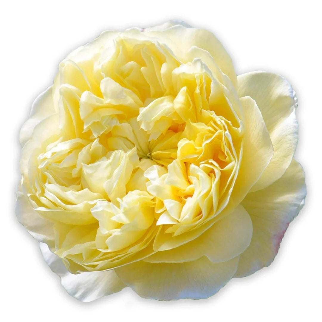 Yellow Color Rose