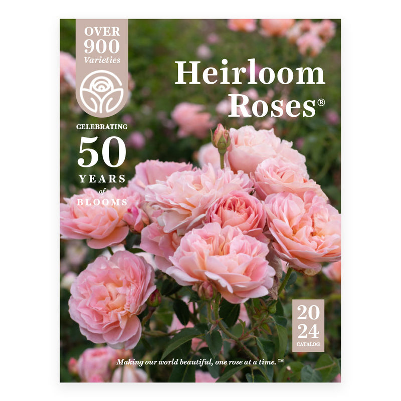 Heirloom Roses 2024 Catalog