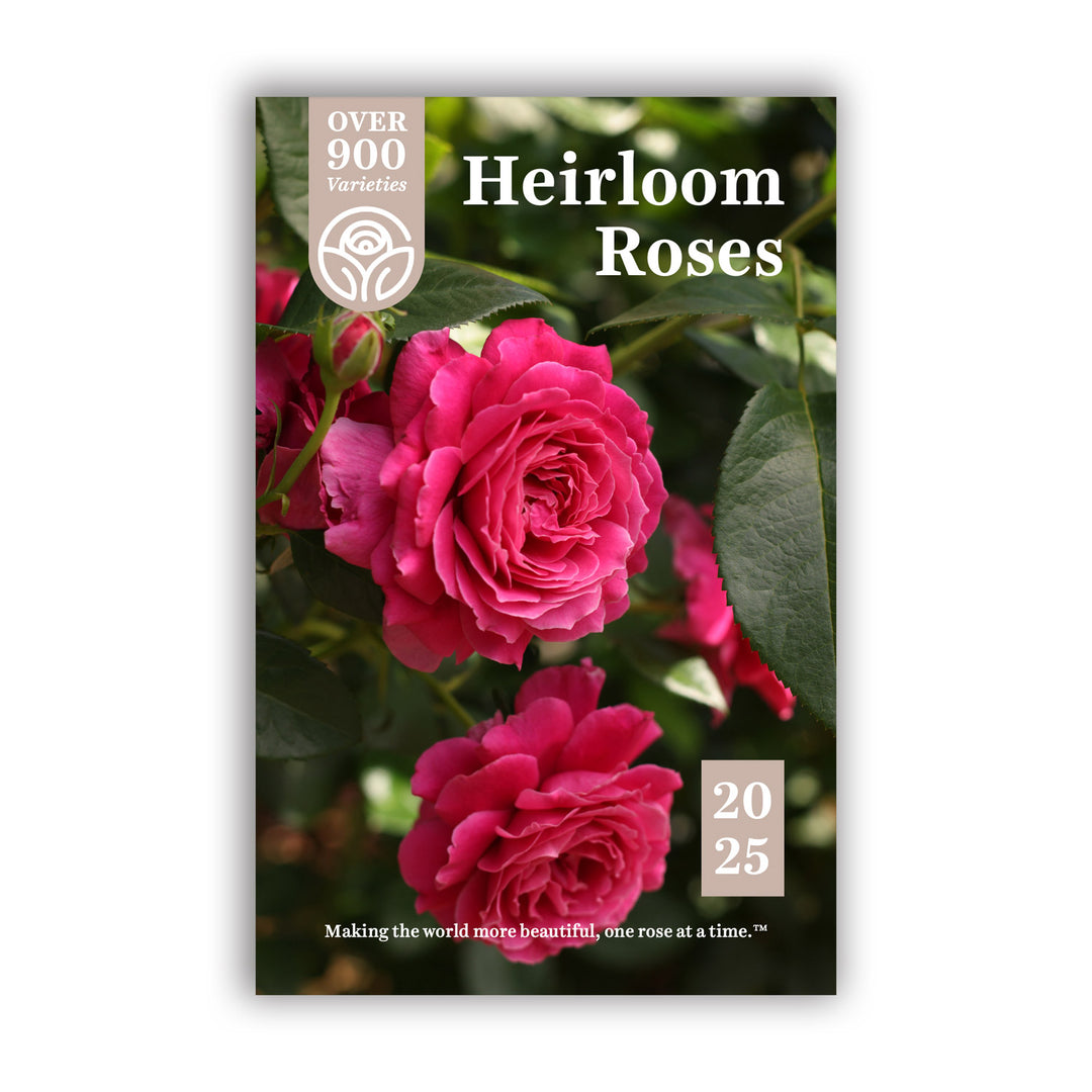 Heirloom Roses 2025 Catalog