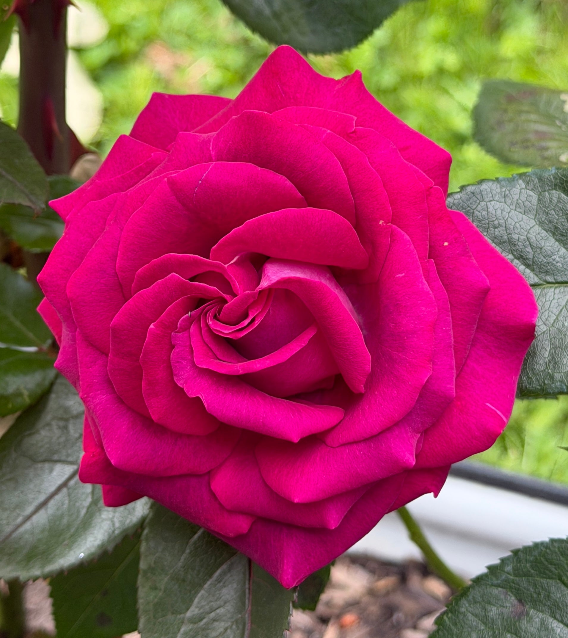 Paris de Yves St. Laurent Hybrid Tea Rose | Pink Rose Plant – Heirloom
