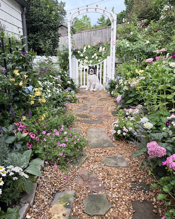 Best Perennial Display