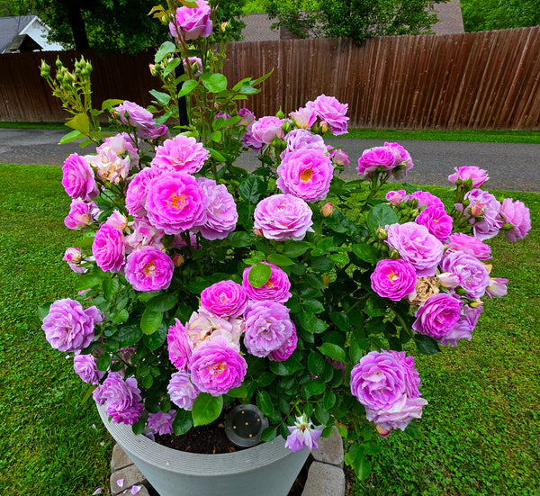 Best Rose In A Container
