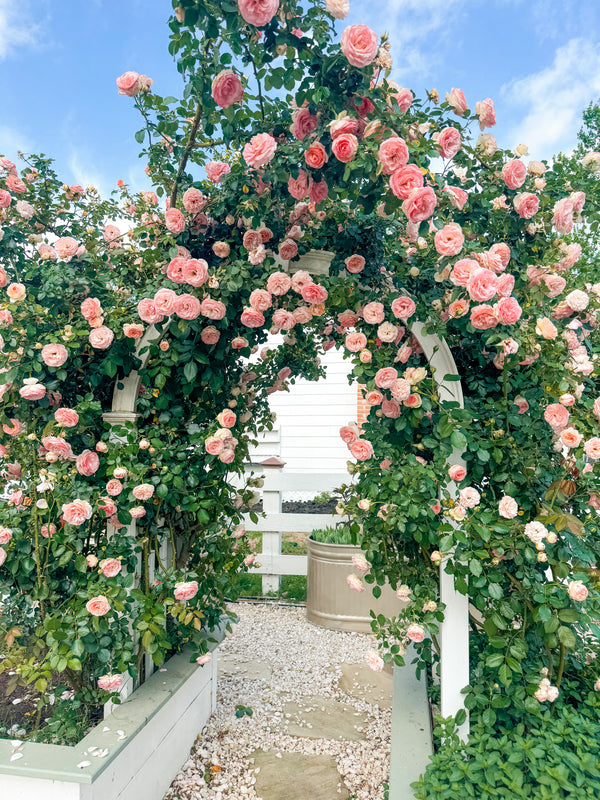 Best Climbing Rose