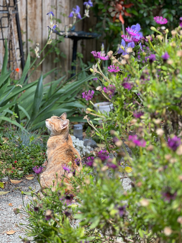 Best Pet(s) in the Garden