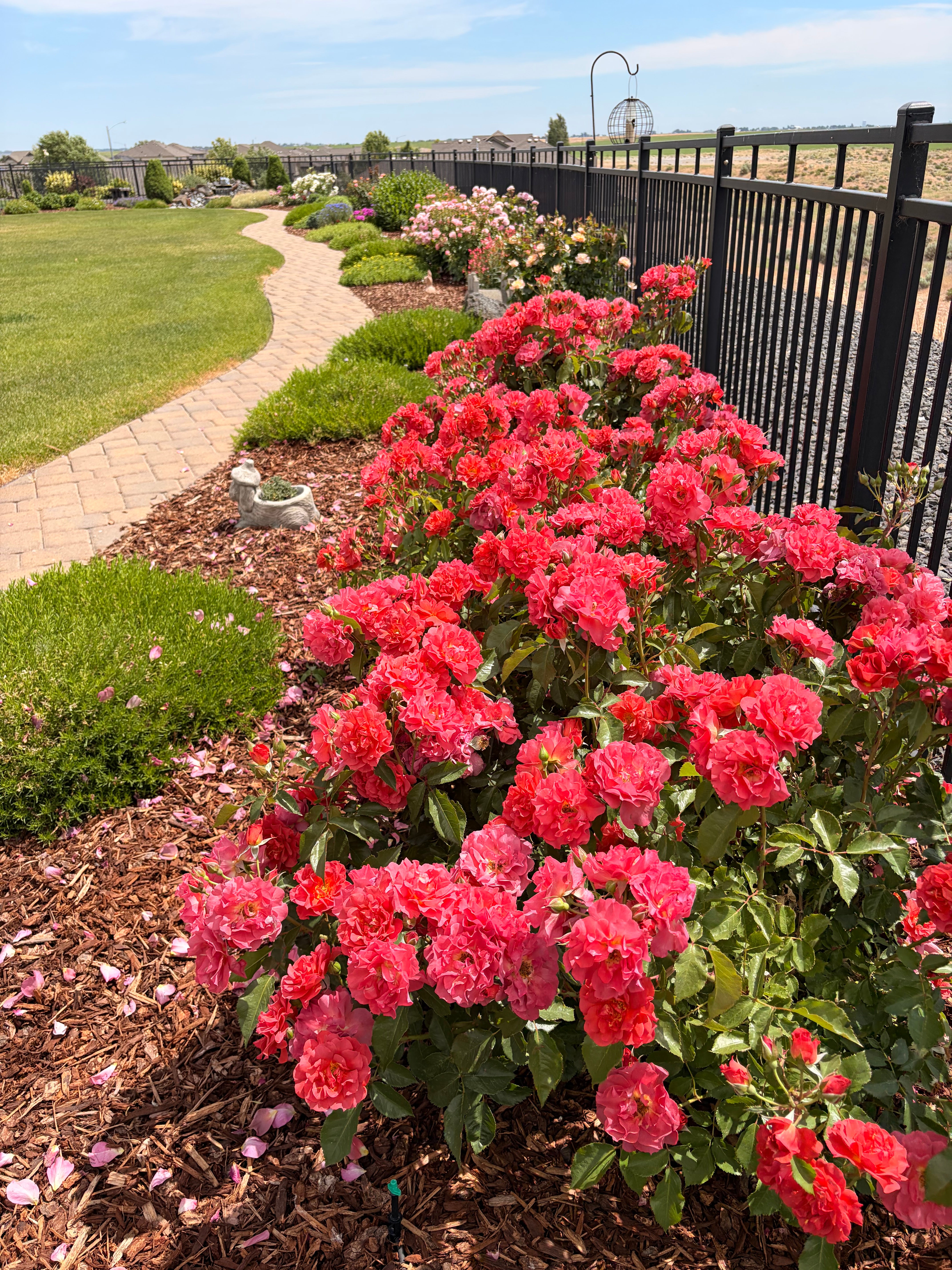 Prairie Star Hardy Rose | White Rose Bush – Heirloom