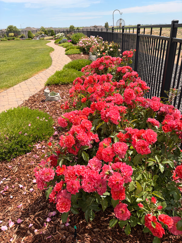 Best Rose Bush