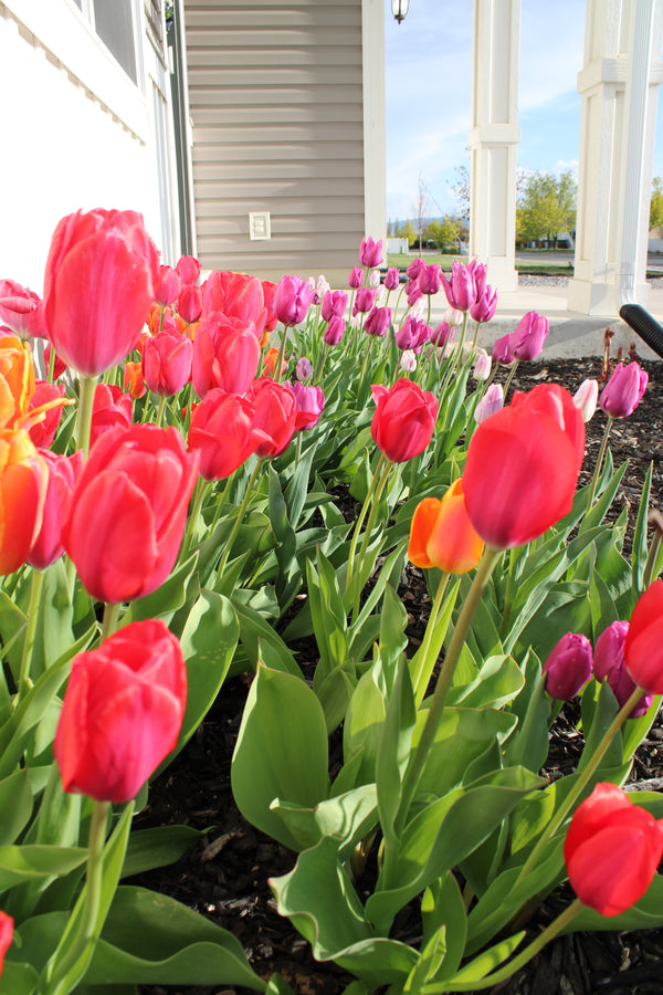 Best Spring Bulb(s) Bloom