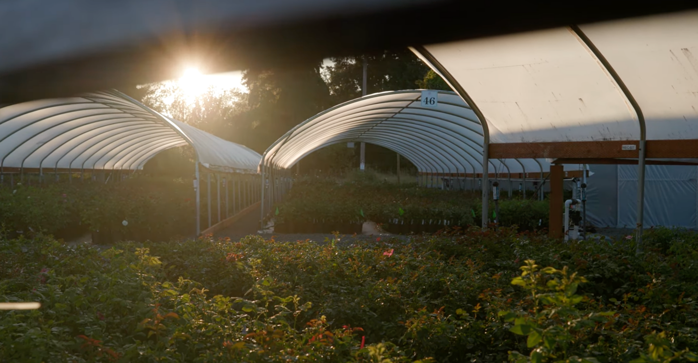 A gardening love story.