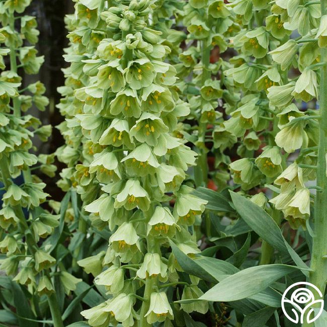 Fritillaria Persica Alba