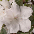 Azalea Encore® Autumn Lily®